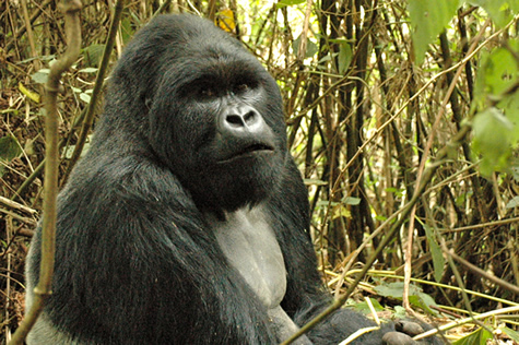 Congo gorilla tour