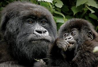 mountain gorillas rwanda safari