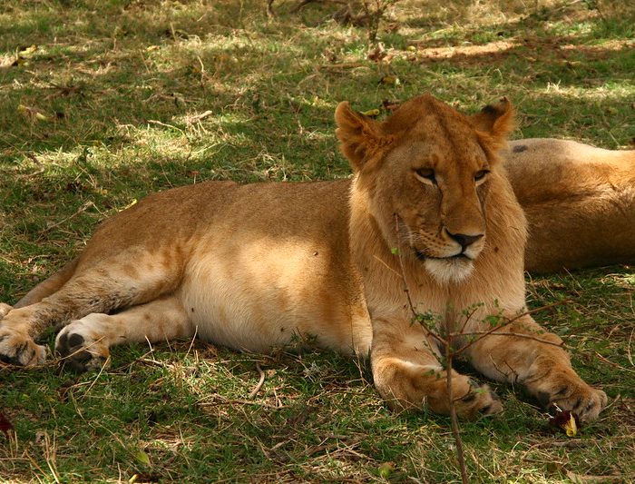 Lion safaris