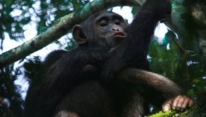 chimpanzee kibale uganda
