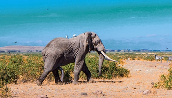 elephant safari