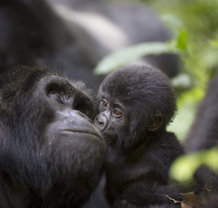 rwanda gorilla tracking