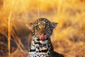 cheetah wildlife safari africa